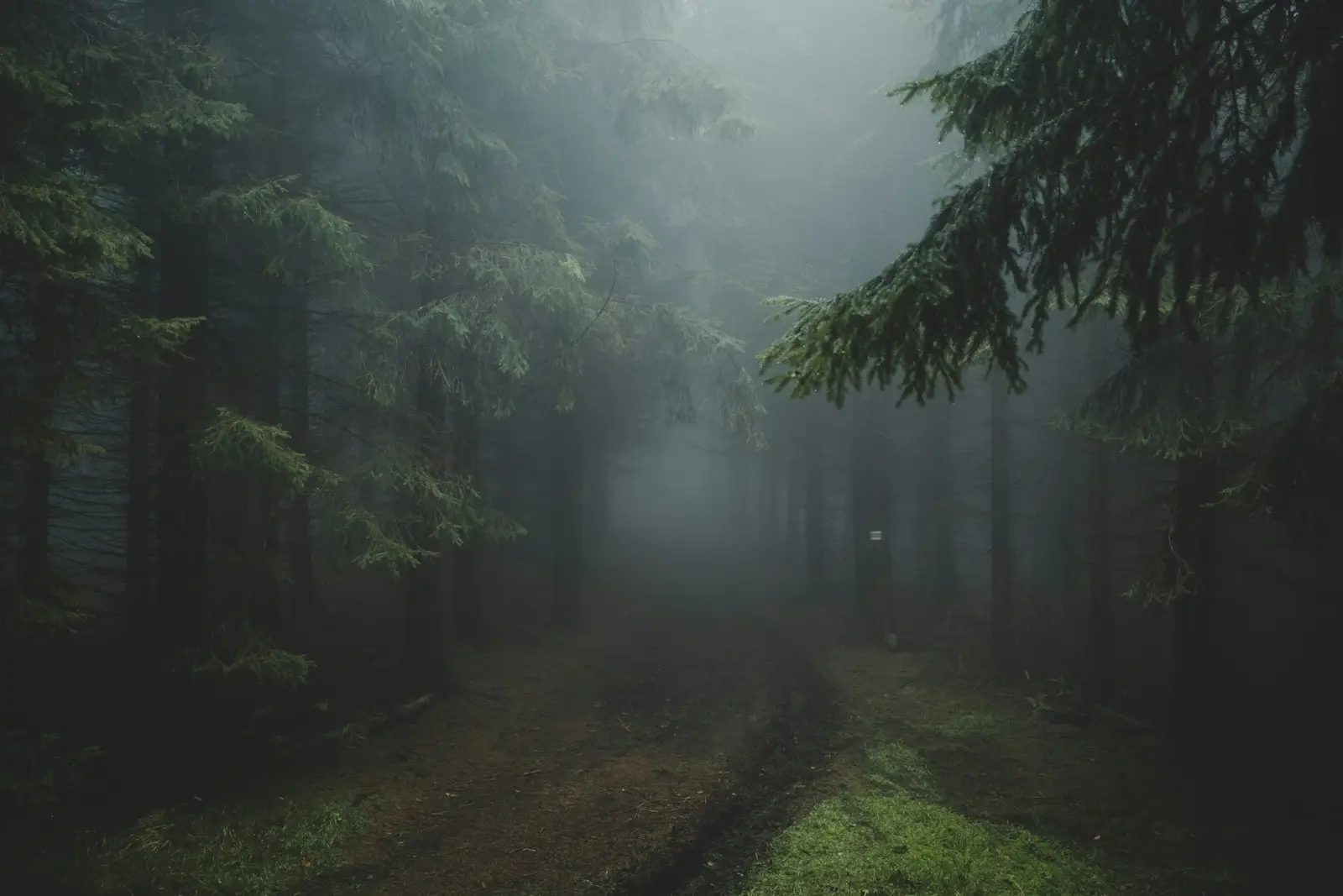 Camino que se pierde en un bosque con niebla