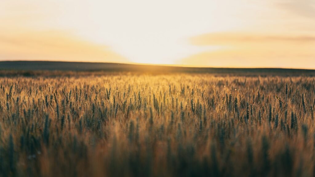 Campo de trigo amplio con luz dorada al amanecer